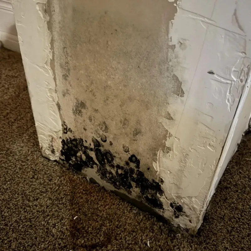 Professional Mold Removal in Oakes, ND